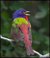 _6SB0565 painted bunting